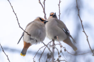 Birding photos, 2 birds sitting on branches