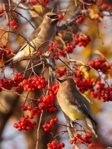 Bird sitting on a branch among red berries 