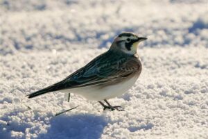 Lisa Hansen's birding photo