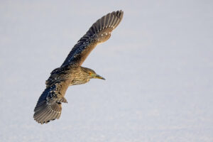 Bird flying through the sky