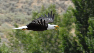 Male eagle in flight at the Cove Recreation area 