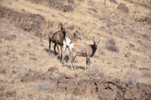 big horn sheep on the hill.