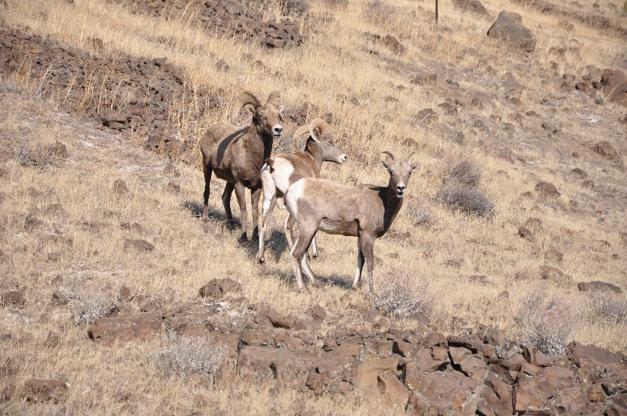 big horn sheep on the hill.