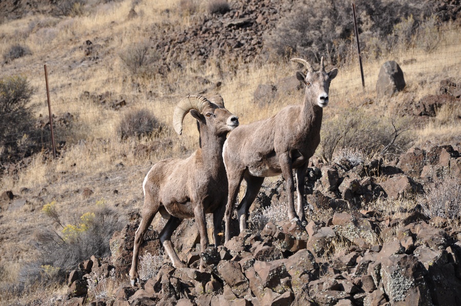 a couple of big horns sheep.