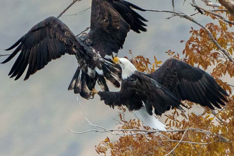 An adult bald eagle and a juvenile eagle